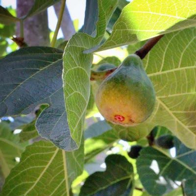 corky's honey delight fig closeup