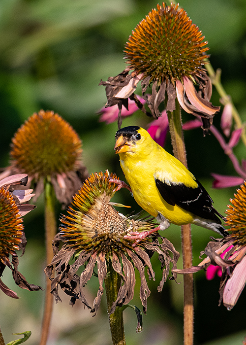 yellow goldfinch bird on top of a purple coneflower