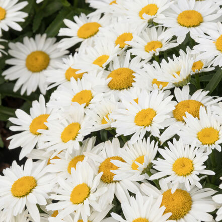 shortsop shasta daisy flower is white and yellow