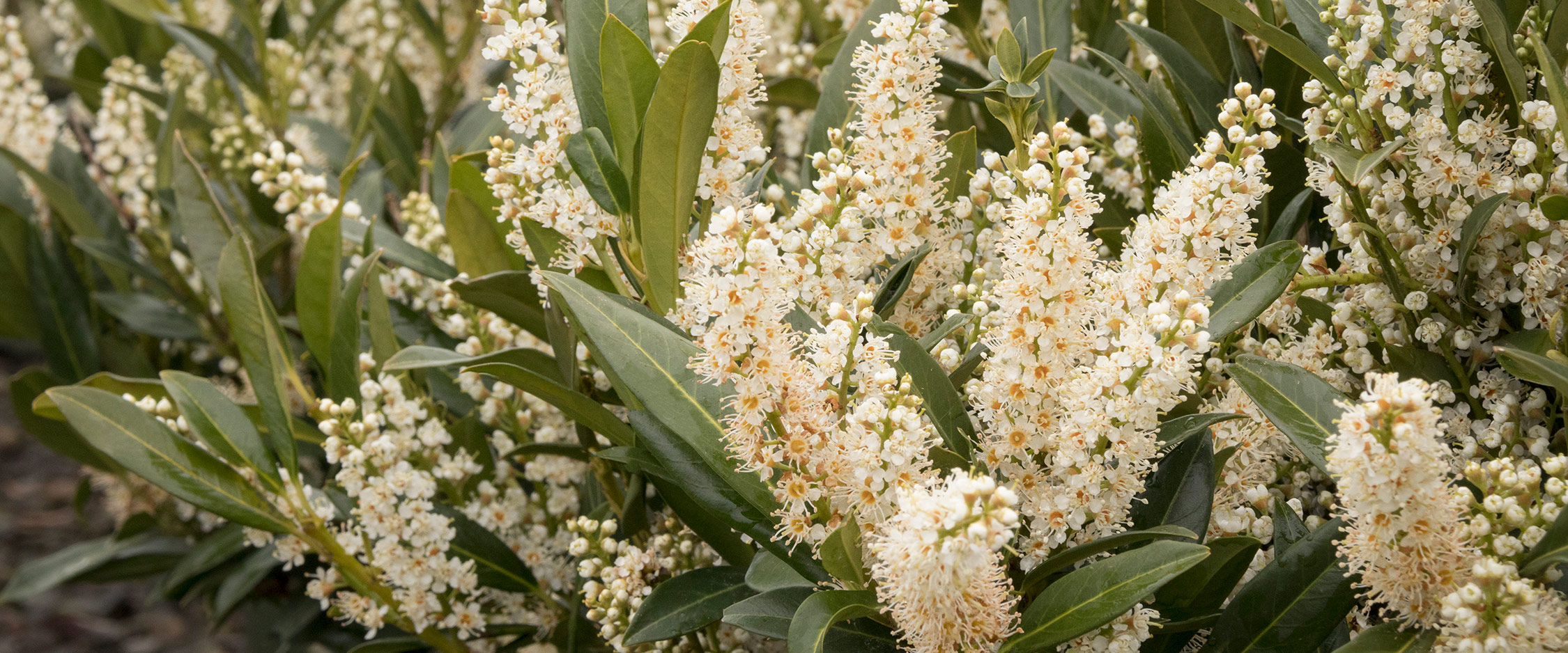 Close up photo of a plant